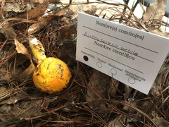 Aureoboletus betula