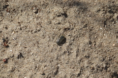 Megachile leachella