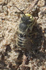 Megachile leachella