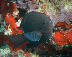 Chromis verater