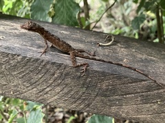 Anolis fuscoauratus