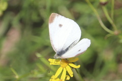 Pieris mannii