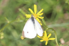Pieris mannii