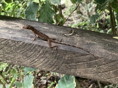 Anolis fuscoauratus