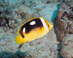 Chaetodon quadrimaculatus