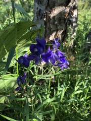 Aconitum delphiniifolium