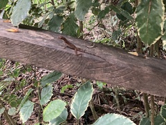 Anolis fuscoauratus