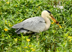 Ardea cinerea