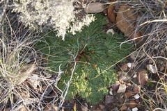 Arctopus echinatus