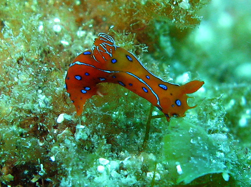 Polycera elegans image