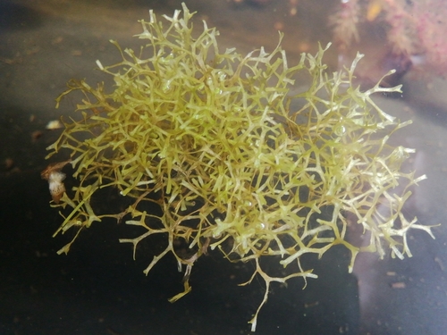 Riccia fluitans