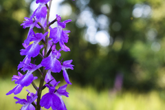 Anacamptis palustris