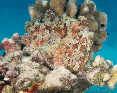 Antennarius commerson