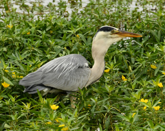 Ardea cinerea