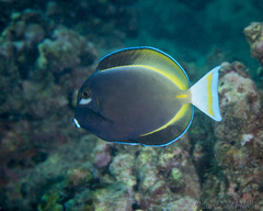 Acanthurus nigricans