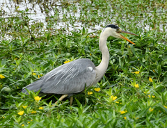 Ardea cinerea