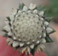 Phylica propinqua