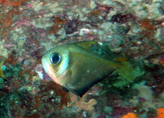 Pempheris compressa