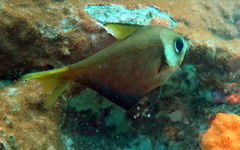 Pempheris compressa