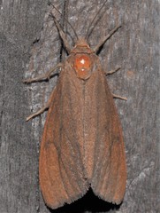 Virbia opella