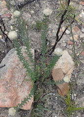 Phylica propinqua