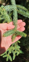 Abies pinsapo pinsapo