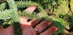 Abies pinsapo pinsapo
