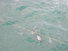 Cephalorhynchus hectori