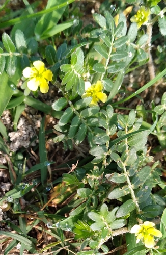 Tribulus terrestris image