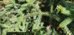 Abies pinsapo pinsapo