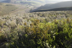 Relhania