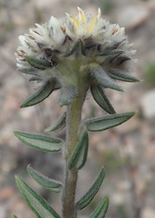 Phylica propinqua