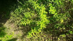 Veronicastrum