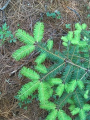 Abies guatemalensis