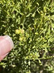 Acamptopappus sphaerocephalus