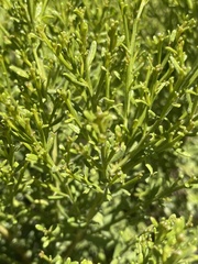 Acamptopappus sphaerocephalus