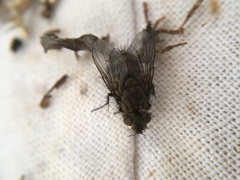 Brachicheta strigata