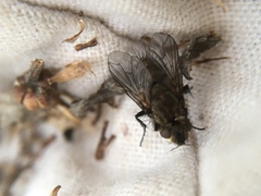 Brachicheta strigata