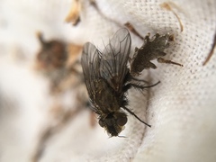 Brachicheta strigata