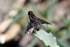 Hemipenthes seminiger