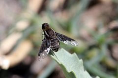 Hemipenthes seminiger