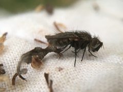 Brachicheta strigata