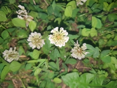 Trifolium repens