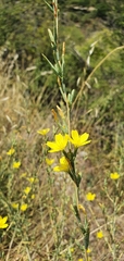 Lactuca viminea