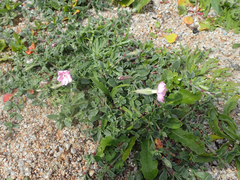 Silene sericea