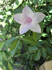 Cryptostegia
