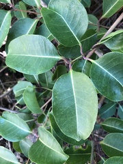 Cryptostegia