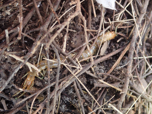 Scolopendra oraniensis