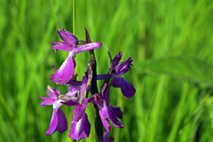 Anacamptis palustris