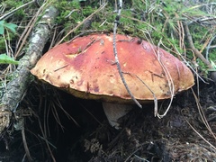 Boletus rubriceps